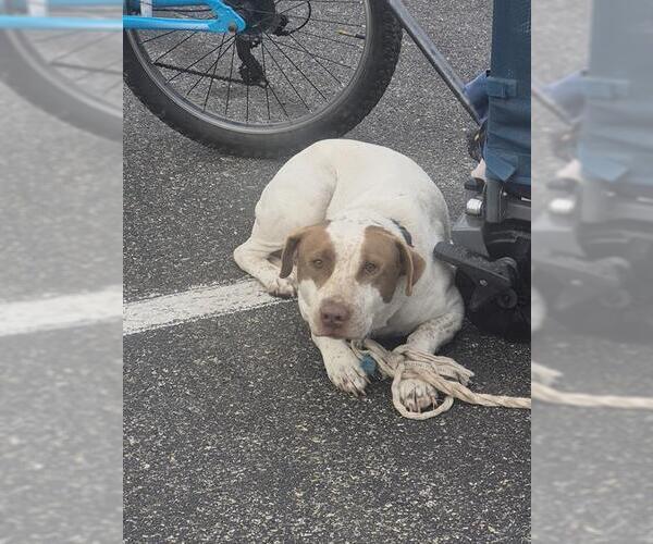 Medium Photo #1 American Staffordshire Terrier-Unknown Mix Puppy For Sale in San Antonio, TX, USA