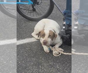 American Staffordshire Terrier-Unknown Mix Dogs for adoption in San Antonio, TX, USA