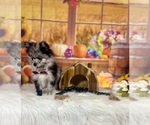 Small #5 Pomeranian