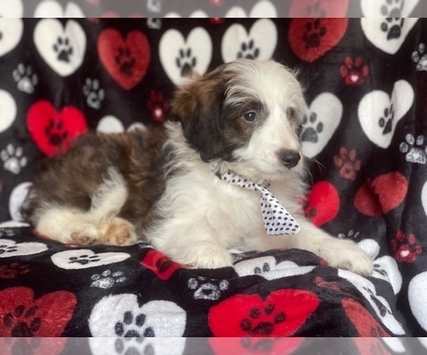 Medium Photo #11 Aussiedoodle Puppy For Sale in LAKELAND, FL, USA