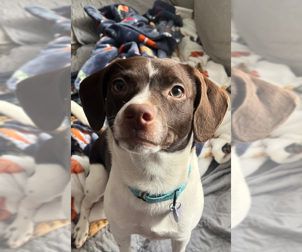 Medium Photo #1 Mutt Puppy For Sale in Springdale, PA, USA