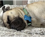 Small Photo #6 Pug-Unknown Mix Puppy For Sale in Corona, CA, USA