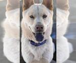 Small #6 Akita-Huskies  Mix