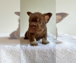 Small #13 French Bulldog
