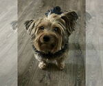 Small #1 Mutt