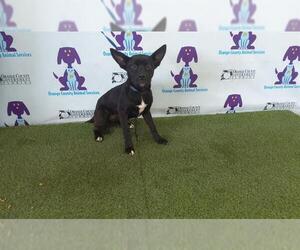 Mutt Dogs for adoption in Orlando, FL, USA