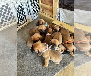 Boxer Puppy for sale in ROSE HILL, NC, USA
