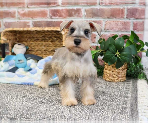 Medium Photo #7 Schnauzer (Miniature) Puppy For Sale in SYRACUSE, IN, USA
