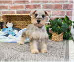 Small #6 Schnauzer (Miniature)