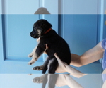 Small Photo #3 German Shepherd Dog Puppy For Sale in TARBORO, NC, USA