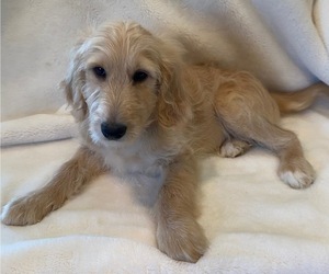 Goldendoodle Puppy for sale in SESSER, IL, USA