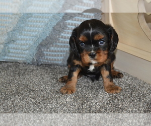 Medium Cavalier King Charles Spaniel