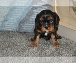 Puppy Banjo Cavalier King Charles Spaniel