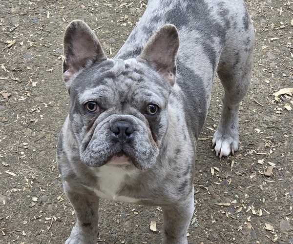 Medium Photo #1 French Bulldog Puppy For Sale in SPRINGFIELD, OR, USA