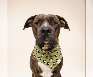 Boxer-Unknown Mix Dogs for adoption in miami, FL, USA