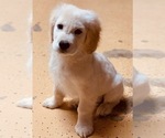Small Photo #2 Golden Retriever Puppy For Sale in JERSEY CITY, NJ, USA