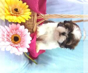 Shih Tzu Puppy for sale in FREDERICKSBG, OH, USA