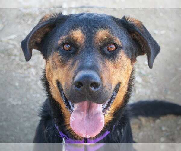 Medium Photo #1 German Shepherd Dog-Unknown Mix Puppy For Sale in Martinez, CA, USA