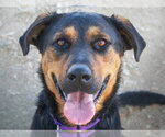 KOI - Female German Shepherd Dog-Unknown Mix Dog for Adoption - Small photo