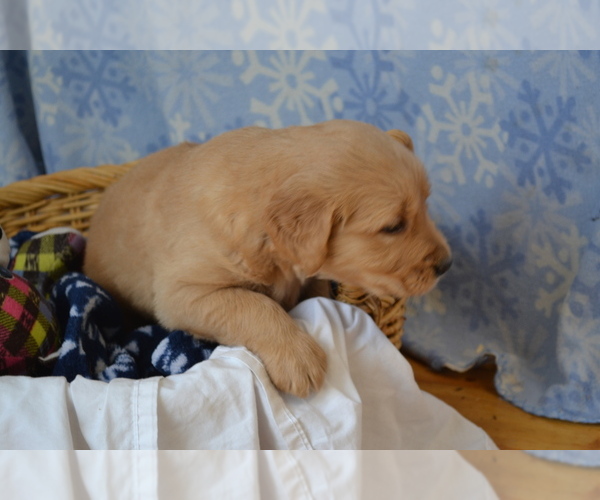 Medium Photo #25 Golden Retriever Puppy For Sale in GREENWOOD, WI, USA