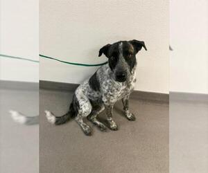 German Shorthaired Pointer-Unknown Mix Dogs for adoption in HESPERIA, CA, USA