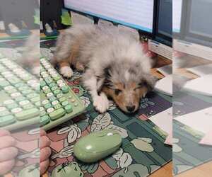 Collie Puppy for sale in NORTHFIELD, NH, USA