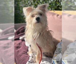 Mutt Dogs for adoption in Woodland, CA, USA