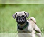 Small Pug