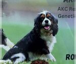 Small Photo #1 Cavapoo Puppy For Sale in KINZERS, PA, USA