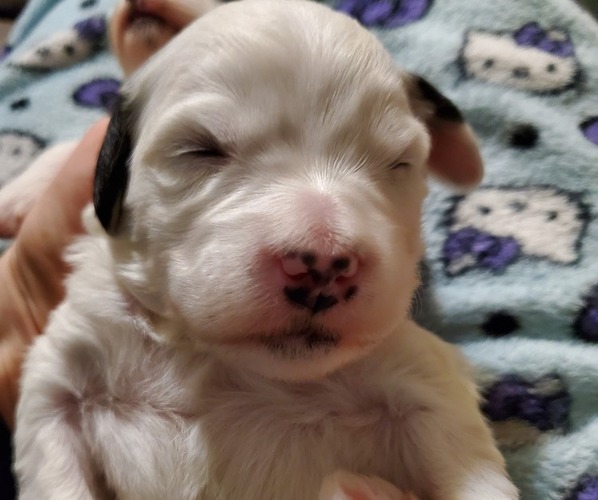 Medium Photo #11 Bernedoodle (Miniature) Puppy For Sale in LEETONIA, OH, USA