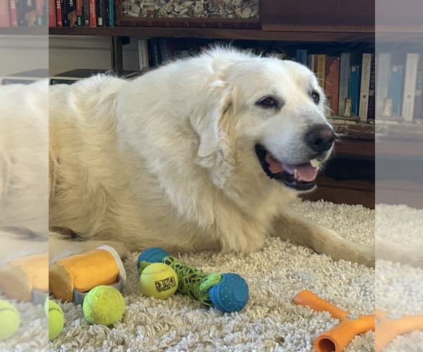 Medium Photo #3 Great Pyrenees-Unknown Mix Puppy For Sale in Brooklyn, NY, USA