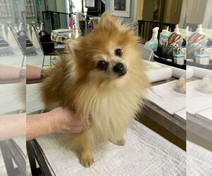 Pomeranian Dogs for adoption in Benton, LA, USA