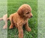 Small #1 Goldendoodle