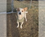 Small #1 Mutt