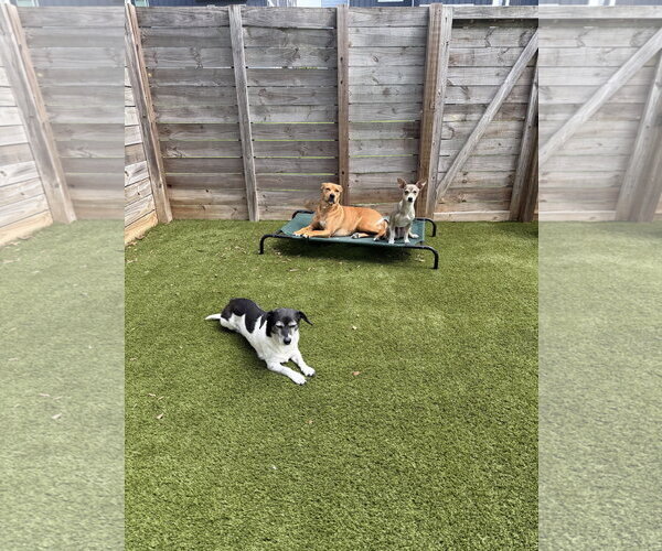 Medium Photo #9 Chihuahua-Unknown Mix Puppy For Sale in Arlington, VA, USA