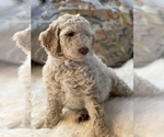 Small Photo #33 Goldendoodle Puppy For Sale in DAVIS, CA, USA