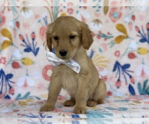 Golden Retriever Puppy for sale in LANCASTER, PA, USA