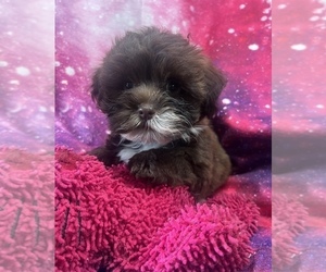 Havanese Puppy for sale in LIVONIA, MI, USA