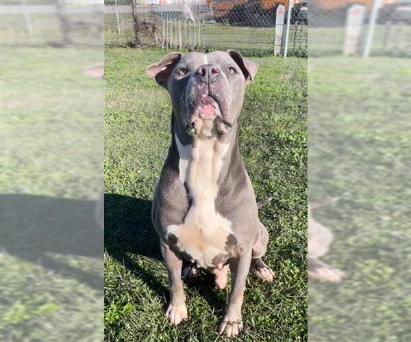 Medium Photo #2 Staffordshire Bull Terrier-Unknown Mix Puppy For Sale in Rosenberg, TX, USA