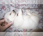 Small #1 English Cream Golden Retriever