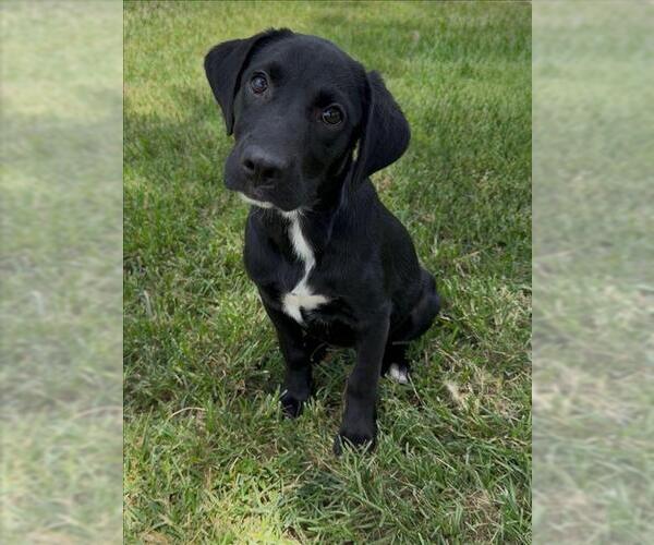 Medium Photo #1 Labrador Retriever-Unknown Mix Puppy For Sale in Conroe, TX, USA