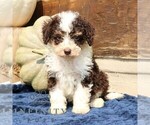 Small Bernedoodle (Miniature)