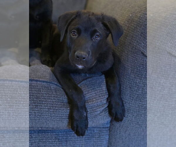 Medium Photo #1 Labrador Retriever-Unknown Mix Puppy For Sale in Dana Point, CA, USA