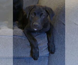 Labrador Retriever-Unknown Mix Dogs for adoption in Dana Point, CA, USA