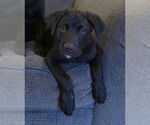 Small Labrador Retriever Mix