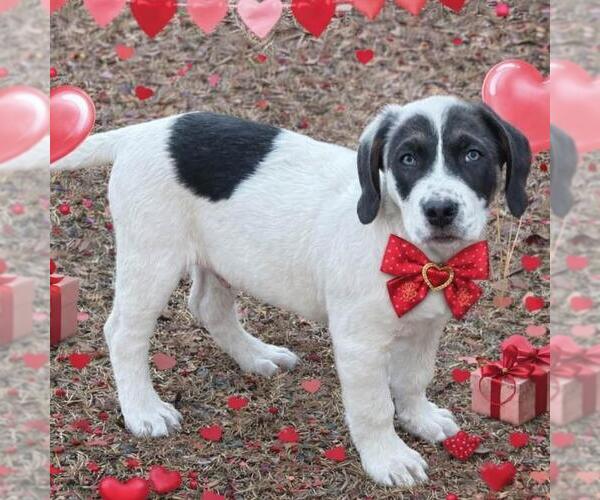 Medium Photo #4 Great Pyrenees-Unknown Mix Puppy For Sale in Yardley, PA, USA