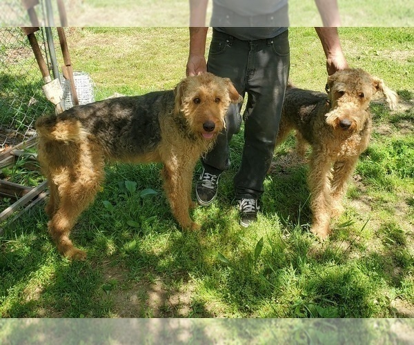 Medium Photo #10 Airedale Terrier Puppy For Sale in STEEDMAN, MO, USA