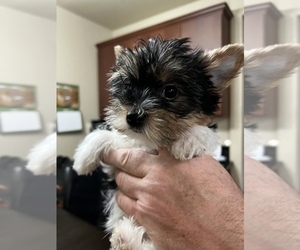 Biewer Yorkie Puppy for Sale in RNCHO CORDOVA, California USA