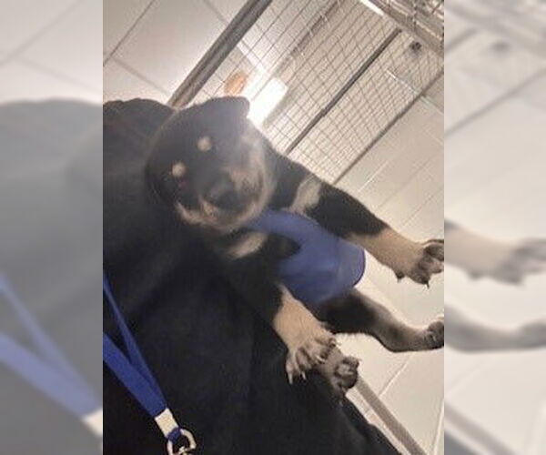Medium Photo #2 German Shepherd Dog-Unknown Mix Puppy For Sale in Houston, TX, USA