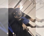Small #1 German Shepherd Dog Mix